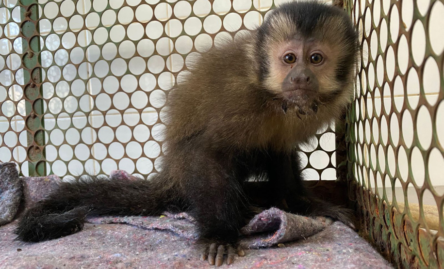 Com o fêmur fraturado, o macaco-prego precisou passar por cirurgia