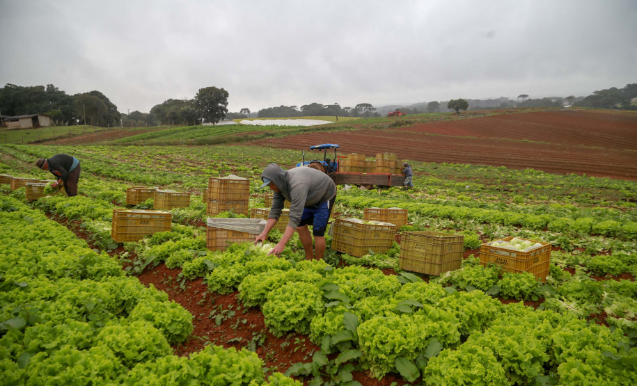 São José dos Pinhais,