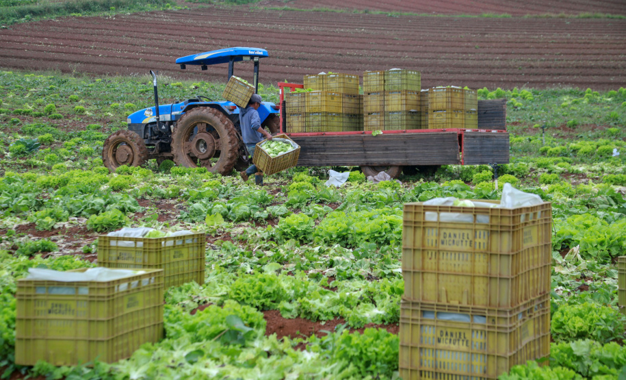 São José dos Pinhais,
