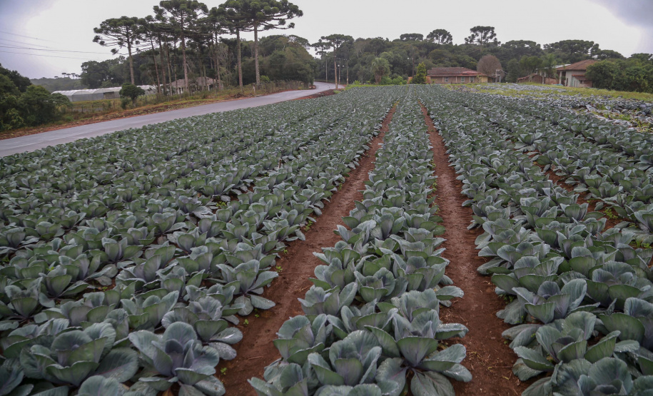 São José dos Pinhais,