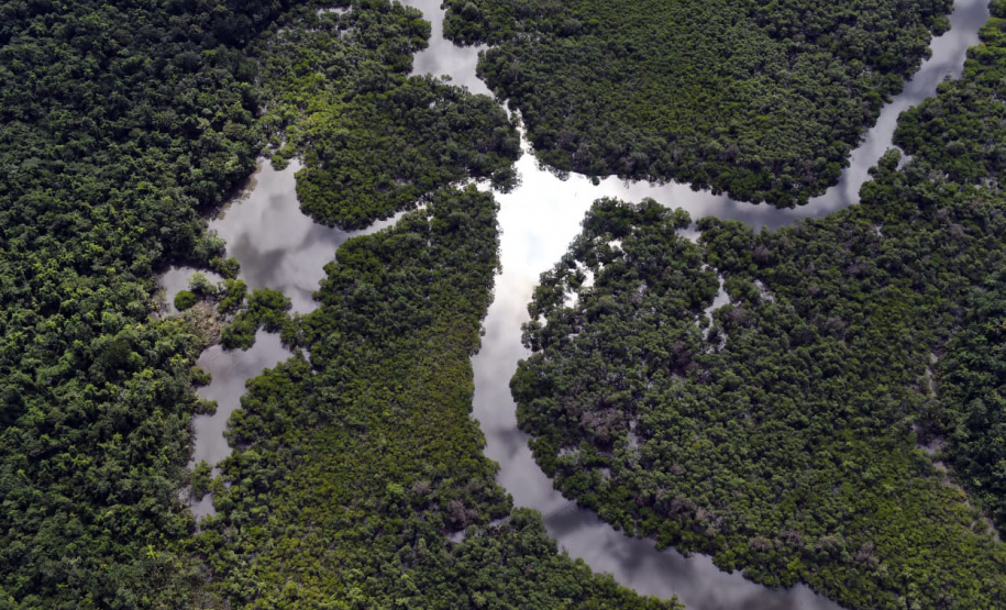 No Dia da Mata Atlântica, Paraná celebra 8 milhões de mudas de espécies nativas distribuídas