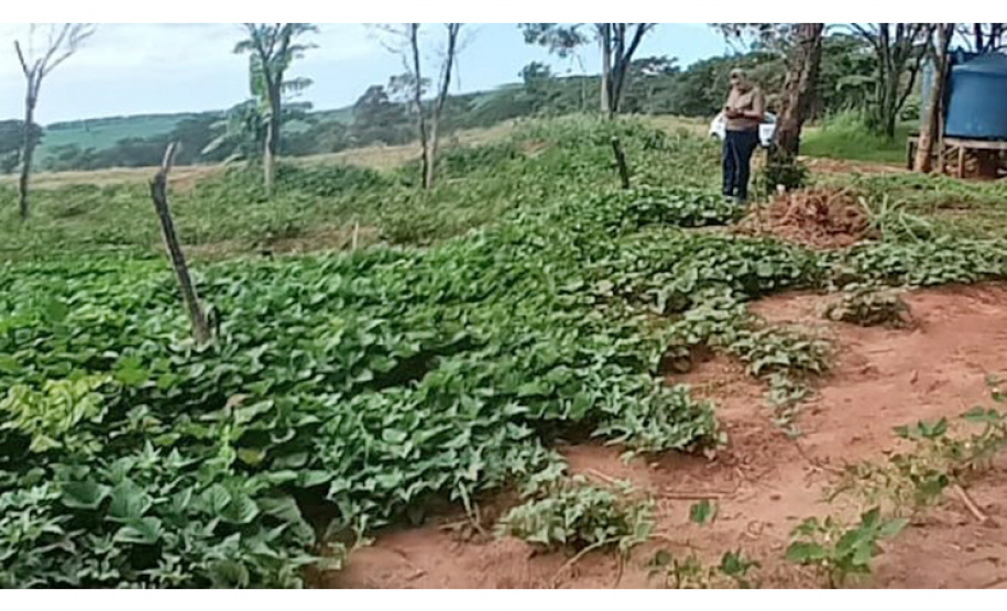 Comunidade indígena ganha banco de mudas melhoradas de batata doce