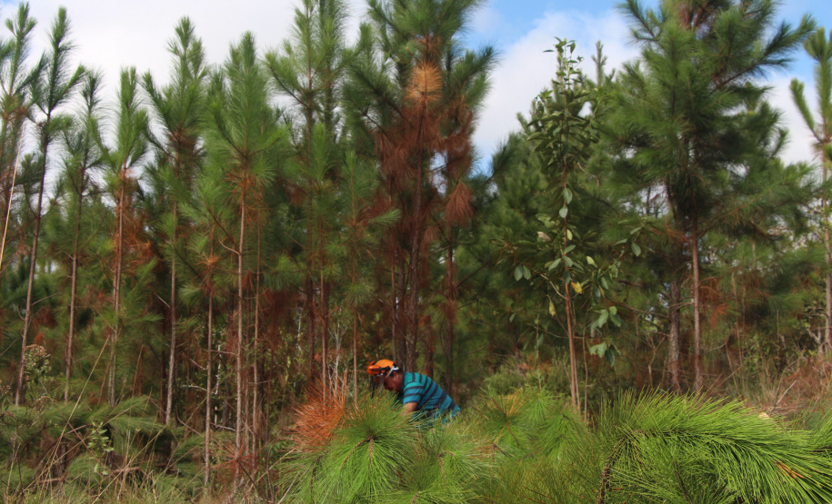 o Instituto Água e Terra estabeleceu novos procedimentos para o cultivo para fins comerciais de pinus, gramíneas, árvores frutíferas, plantas ornamentais e para sombreamento e acácia-negra, todas consideradas plantas exóticas invasoras no Paraná