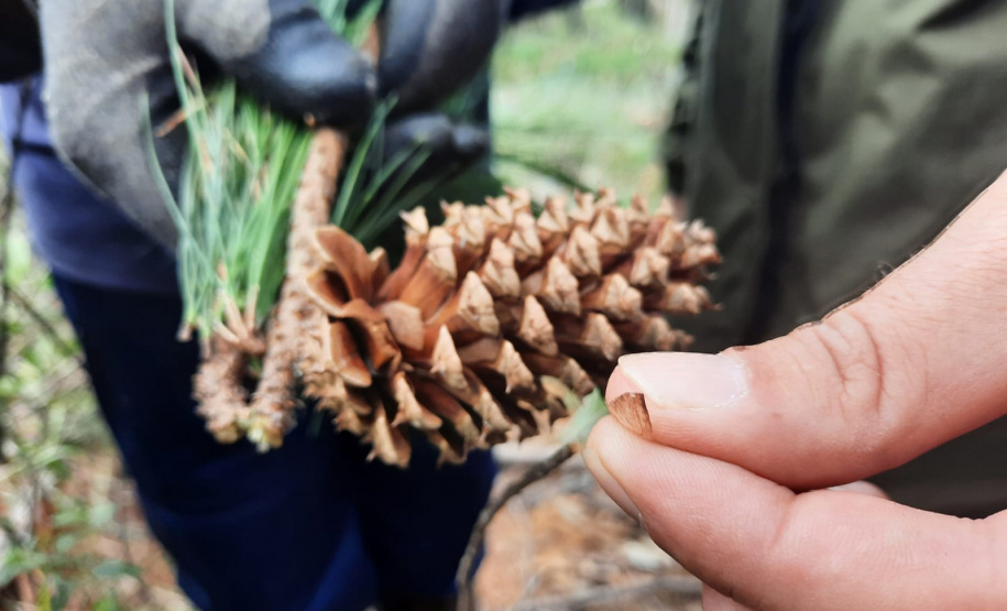 o Instituto Água e Terra estabeleceu novos procedimentos para o cultivo para fins comerciais de pinus, gramíneas, árvores frutíferas, plantas ornamentais e para sombreamento e acácia-negra, todas consideradas plantas exóticas invasoras no Paraná