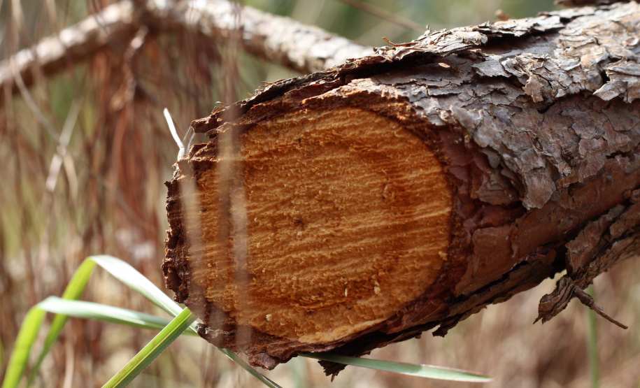 o Instituto Água e Terra estabeleceu novos procedimentos para o cultivo para fins comerciais de pinus, gramíneas, árvores frutíferas, plantas ornamentais e para sombreamento e acácia-negra, todas consideradas plantas exóticas invasoras no Paraná