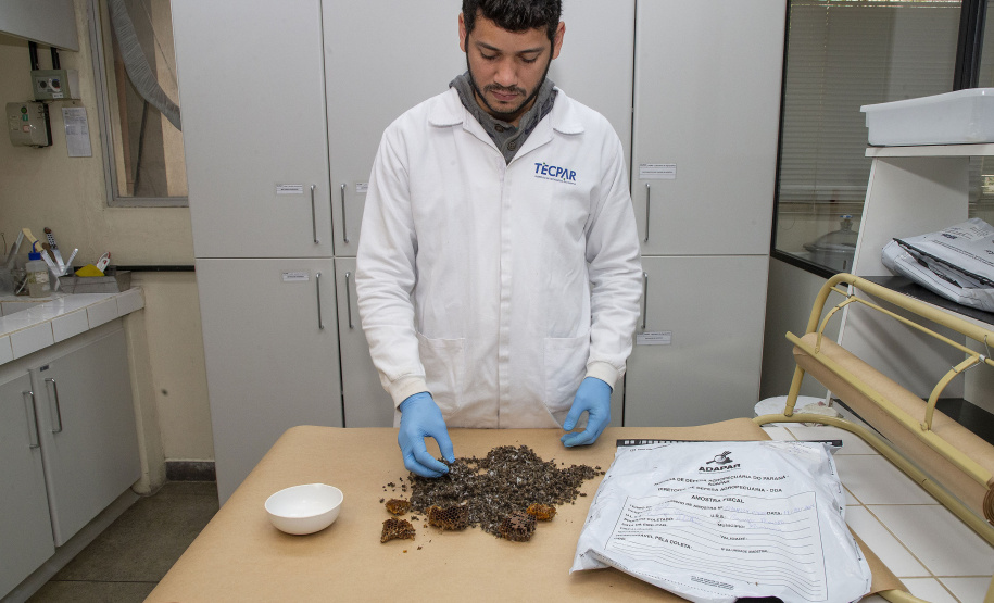 Técnicos do Tecpar analisam as amostras coletadas de abelhas mortas e favos para identificar se há resíduos de agrotóxicos.