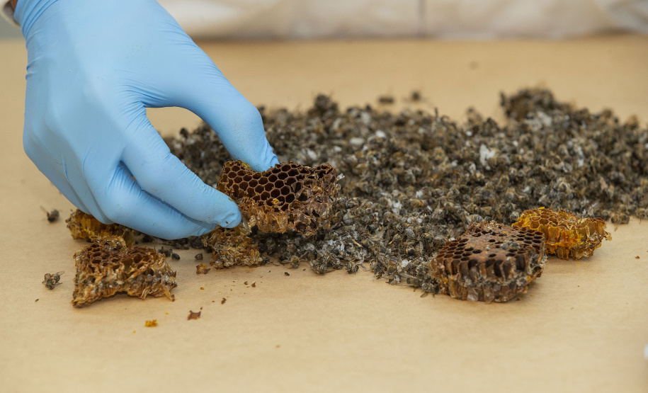 Técnicos do Tecpar analisam as amostras coletadas de abelhas mortas e favos para identificar se há resíduos de agrotóxicos.