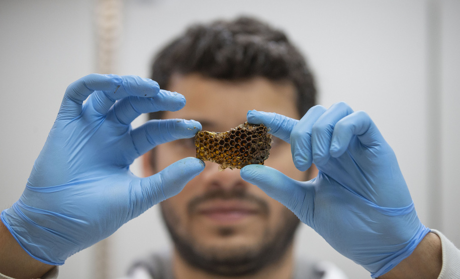 Técnicos do Tecpar analisam as amostras coletadas de abelhas mortas e favos para identificar se há resíduos de agrotóxicos.