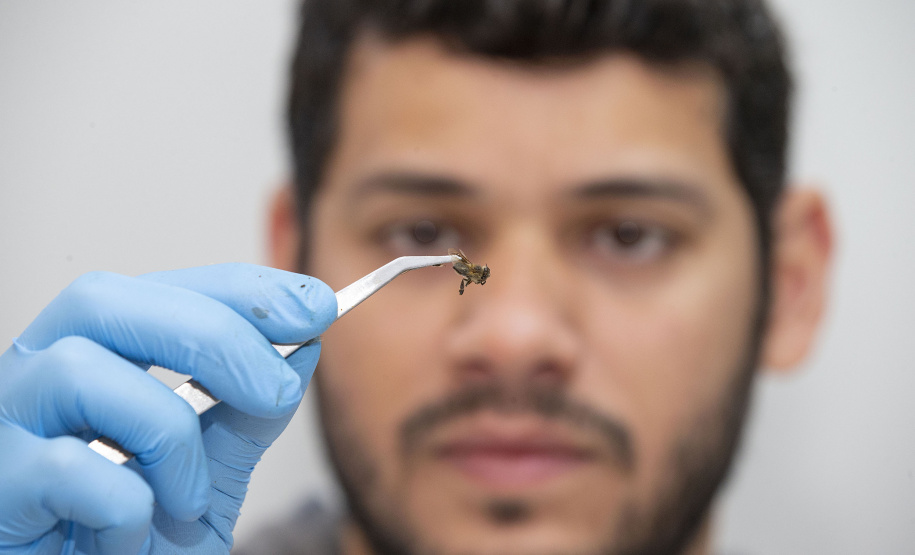 Técnicos do Tecpar analisam as amostras coletadas de abelhas mortas e favos para identificar se há resíduos de agrotóxicos.
