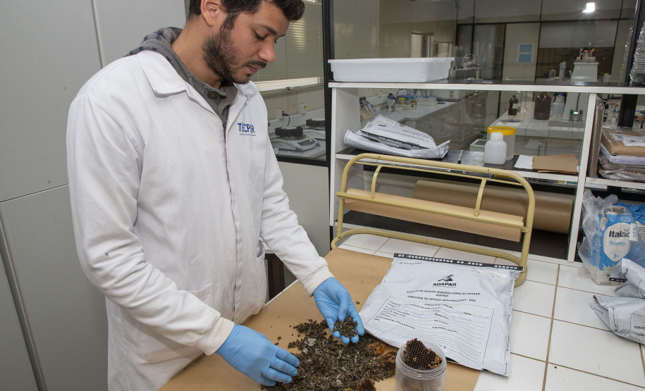 Técnicos do Tecpar analisam as amostras coletadas de abelhas mortas e favos para identificar se há resíduos de agrotóxicos.