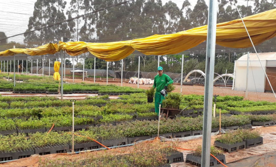 No Dia da Mata Atlântica, Paraná celebra 8 milhões de mudas de espécies nativas distribuídas