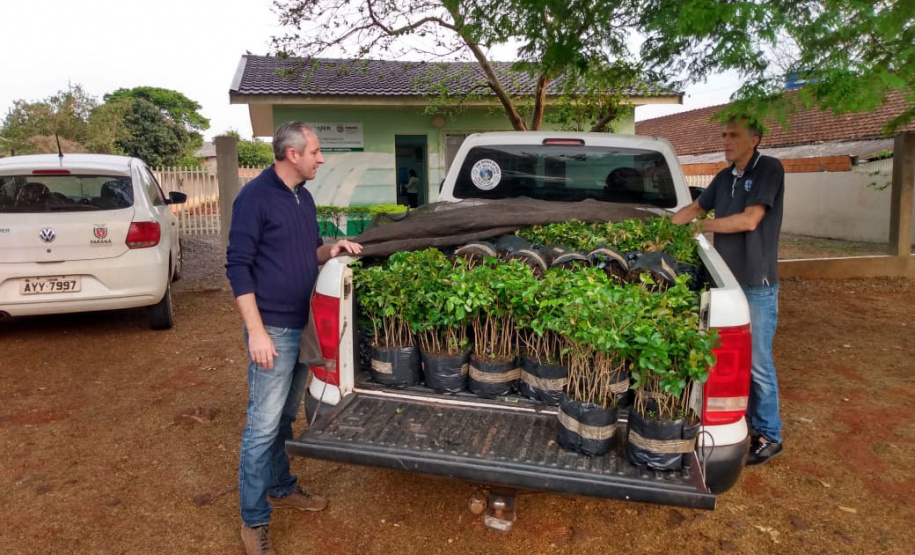 No Dia da Mata Atlântica, Paraná celebra 8 milhões de mudas de espécies nativas distribuídas