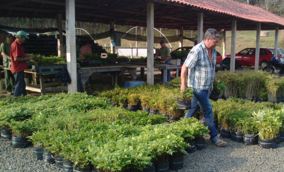 No Dia da Mata Atlântica, Paraná celebra 8 milhões de mudas de espécies nativas distribuídas