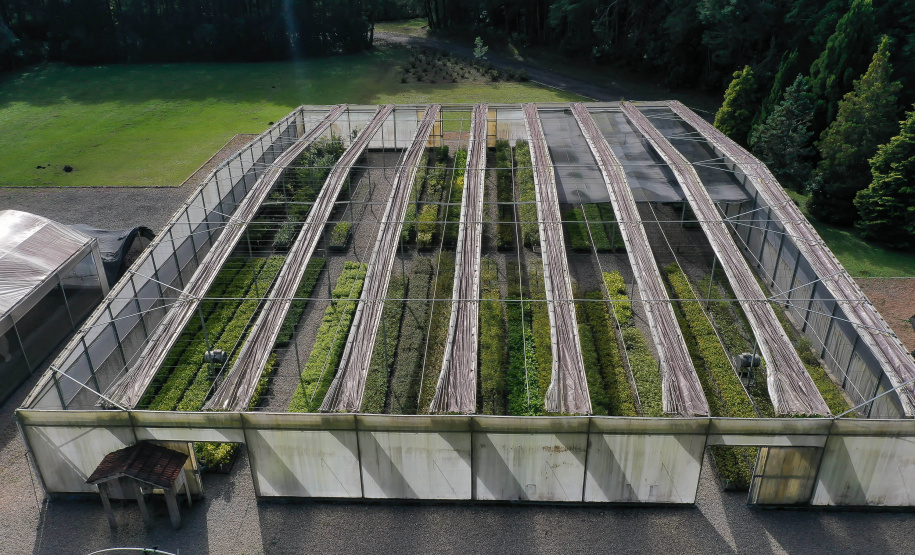 No Dia da Mata Atlântica, Paraná celebra 8 milhões de mudas de espécies nativas distribuídas