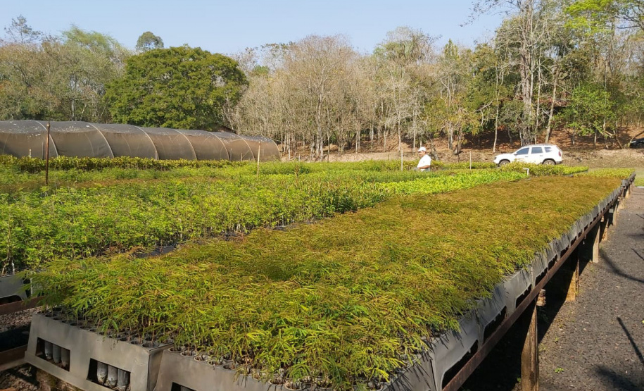 No Dia da Mata Atlântica, Paraná celebra 8 milhões de mudas de espécies nativas distribuídas