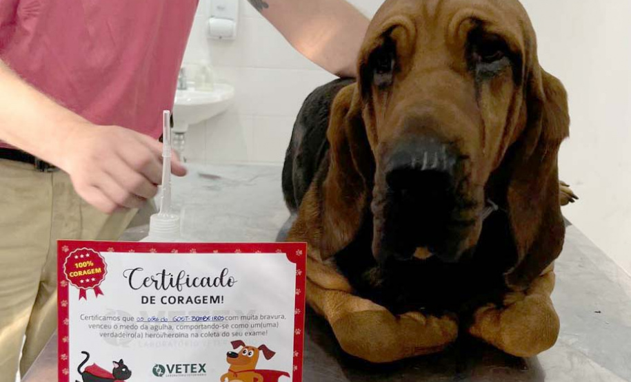 Com iniciativas do Estado, doação de sangue canina salva vidas e previne o agravamento de doenças.