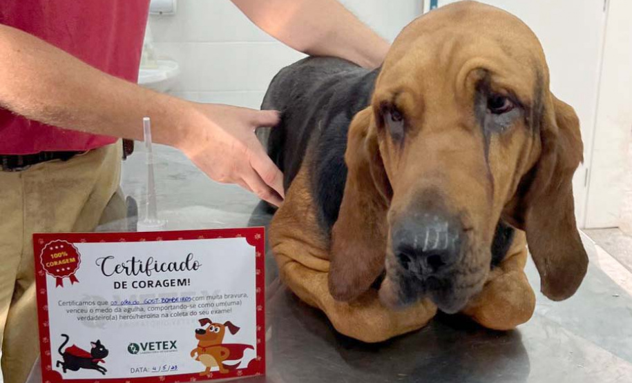 Com iniciativas do Estado, doação de sangue canina salva vidas e previne o agravamento de doenças.