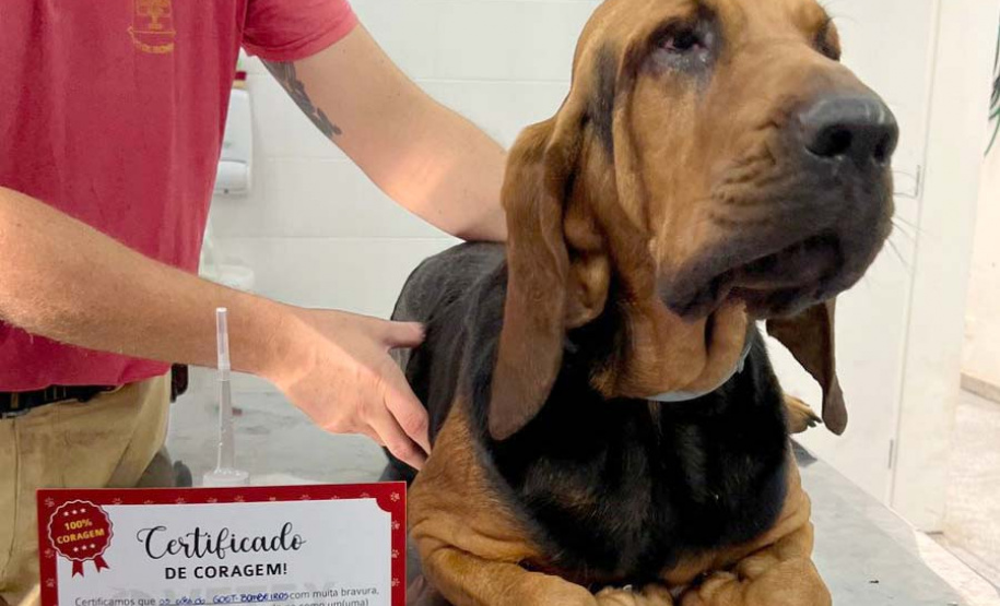 Com iniciativas do Estado, doação de sangue canina salva vidas e previne o agravamento de doenças.