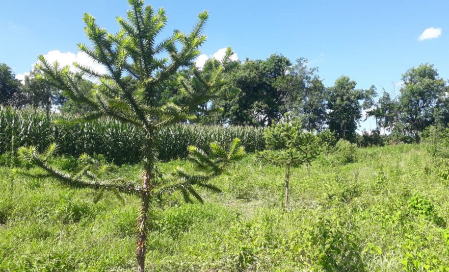 Produtor de Campo Largo investe no cultivo de araucária enxertada