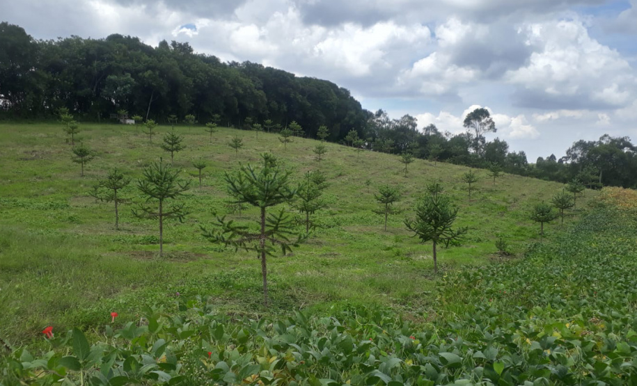 Produtor de Campo Largo investe no cultivo de araucária enxertada