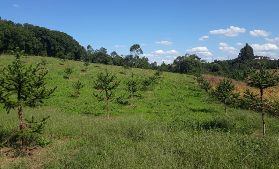 Produtor de Campo Largo investe no cultivo de araucária enxertada