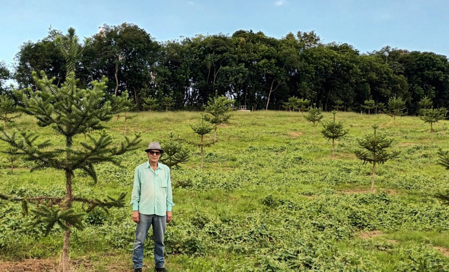 Produtor de Campo Largo investe no cultivo de araucária enxertada