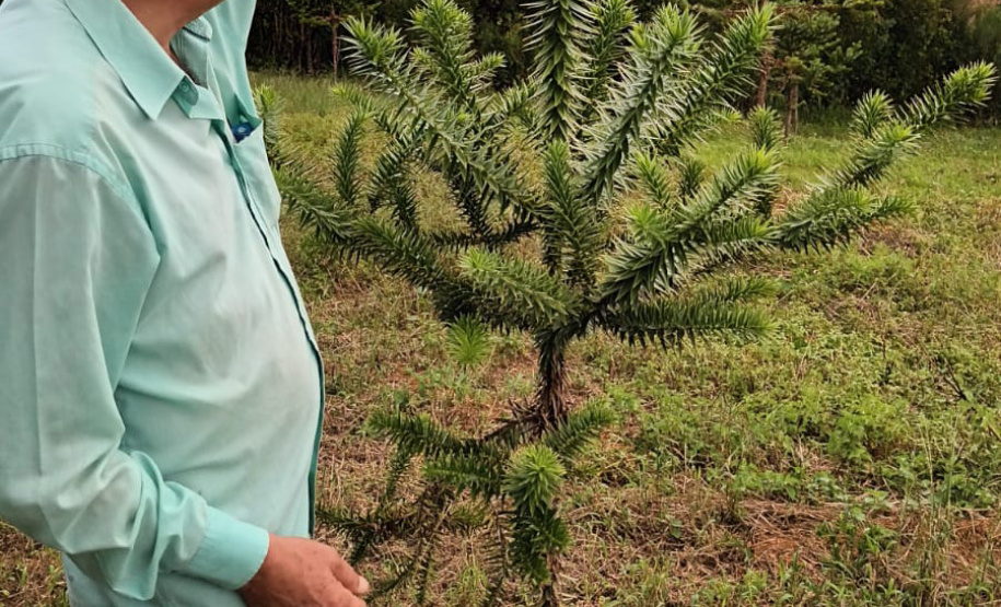 Produtor de Campo Largo investe no cultivo de araucária enxertada