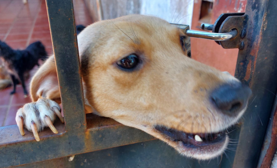 Polícia Penal doa camas e roupas pet produzidas com resíduos têxteis a abrigo de resgate de animais