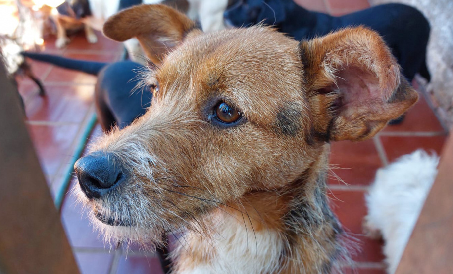 Polícia Penal doa camas e roupas pet produzidas com resíduos têxteis a abrigo de resgate de animais