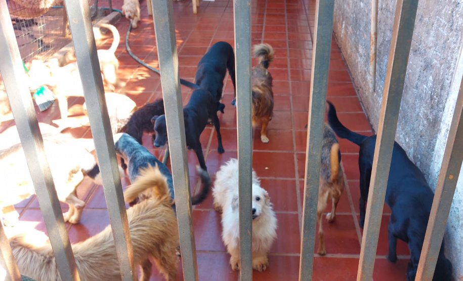 Polícia Penal doa camas e roupas pet produzidas com resíduos têxteis a abrigo de resgate de animais