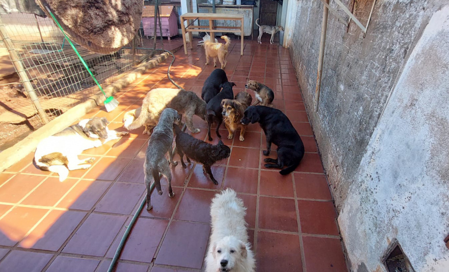 Polícia Penal doa camas e roupas pet produzidas com resíduos têxteis a abrigo de resgate de animais