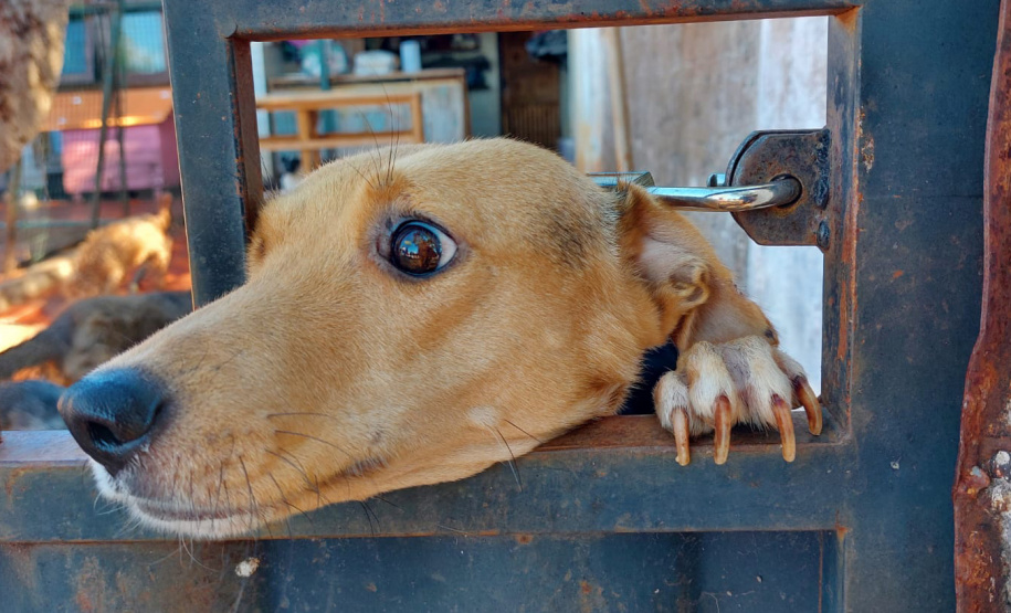 Polícia Penal doa camas e roupas pet produzidas com resíduos têxteis a abrigo de resgate de animais