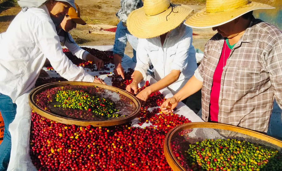 Projeto Mulheres do Café completa dez anos de conquistas