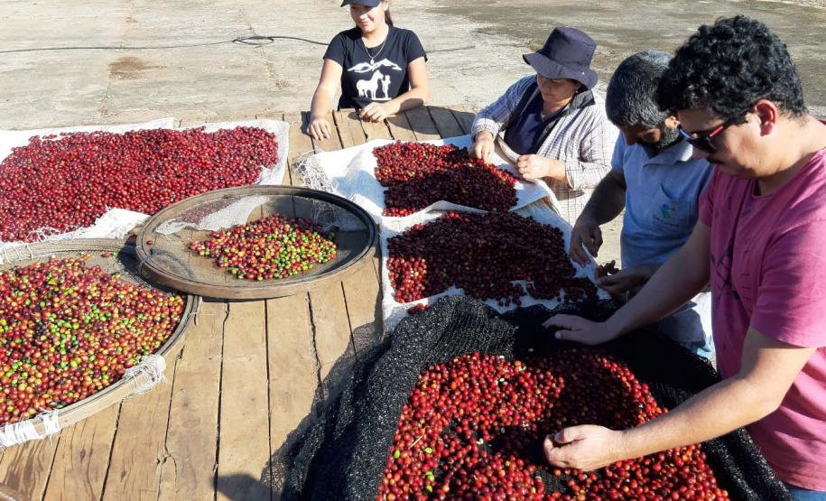 Projeto Mulheres do Café completa dez anos de conquistas