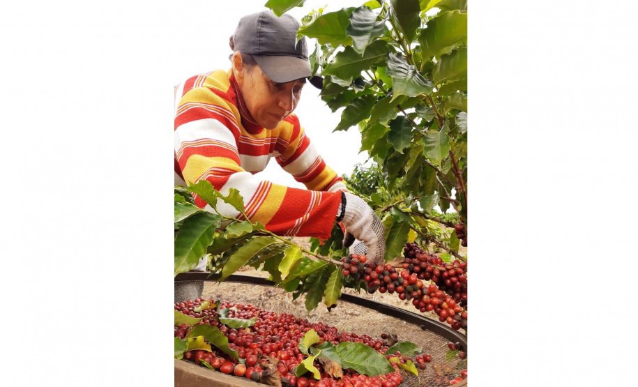 Projeto Mulheres do Café completa dez anos de conquistas
