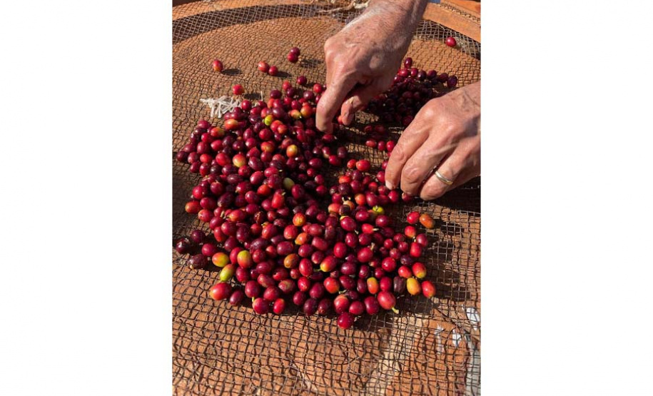 Projeto Mulheres do Café completa dez anos de conquistas