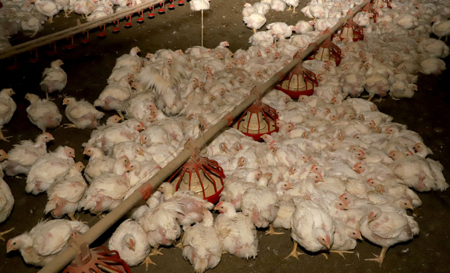 Saber onde estão os animais, particularmente as aves, para agir de forma rápida e eficaz é importante sobretudo neste momento em que o País e o Estado, em particular, estão sob risco de gripe aviária em granjas comerciais.