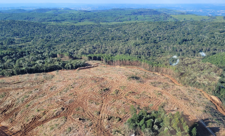 Boletim da dengue registra mais 8,5 mil casos e 7 óbitos no Paraná