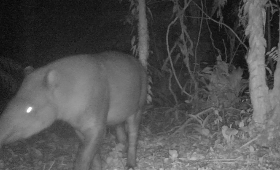 Estudo registra populações de grandes mamíferos em áreas da Copel na Serra do Mar
