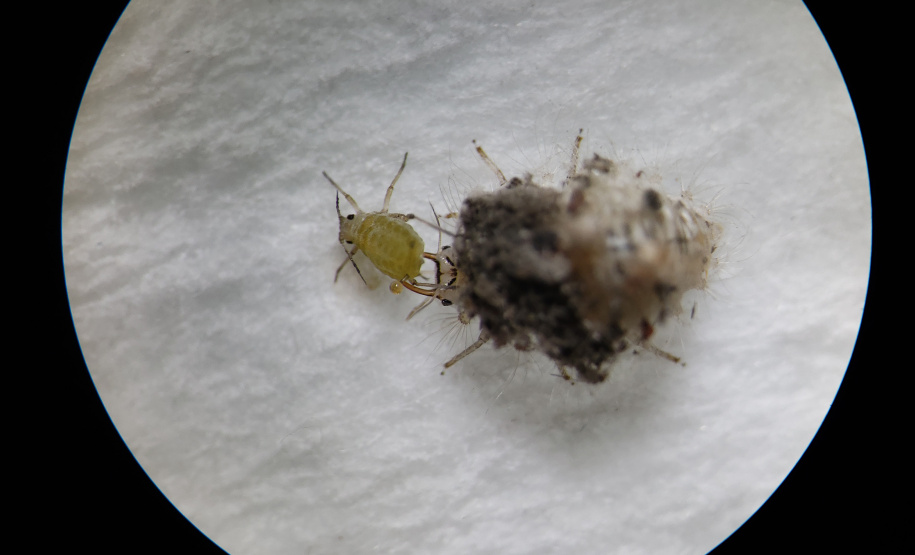 Pragas agrícolas: aplicativo facilita identificação de inimigos naturais