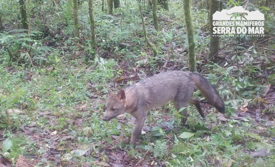 Estudo registra populações de grandes mamíferos em áreas da Copel na Serra do Mar
