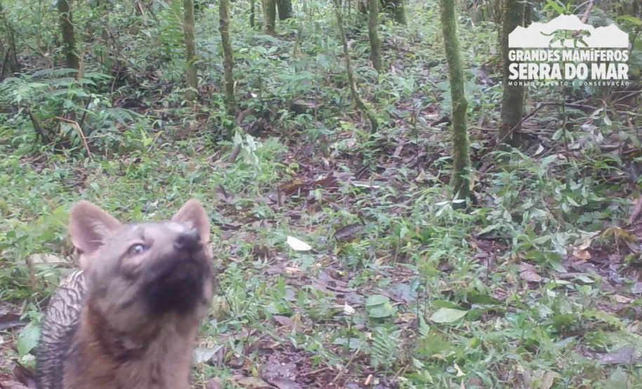 Estudo registra populações de grandes mamíferos em áreas da Copel na Serra do Mar