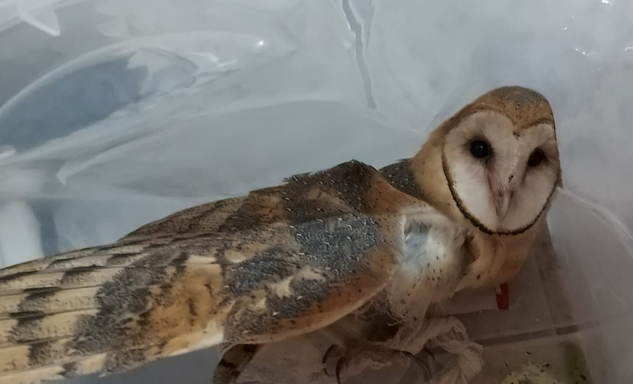 Coruja Mato Rico IAT