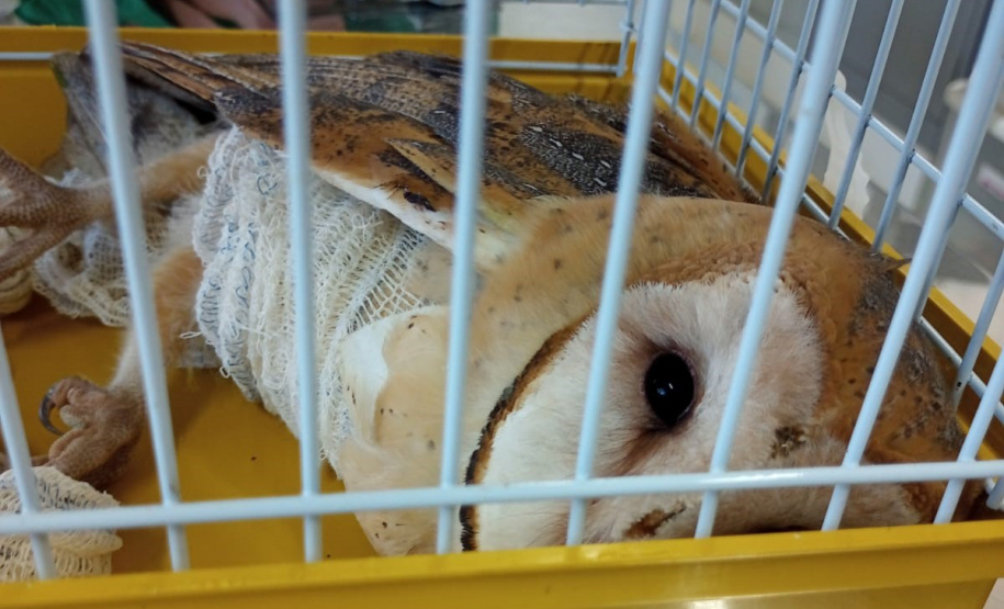 Coruja Mato Rico IAT