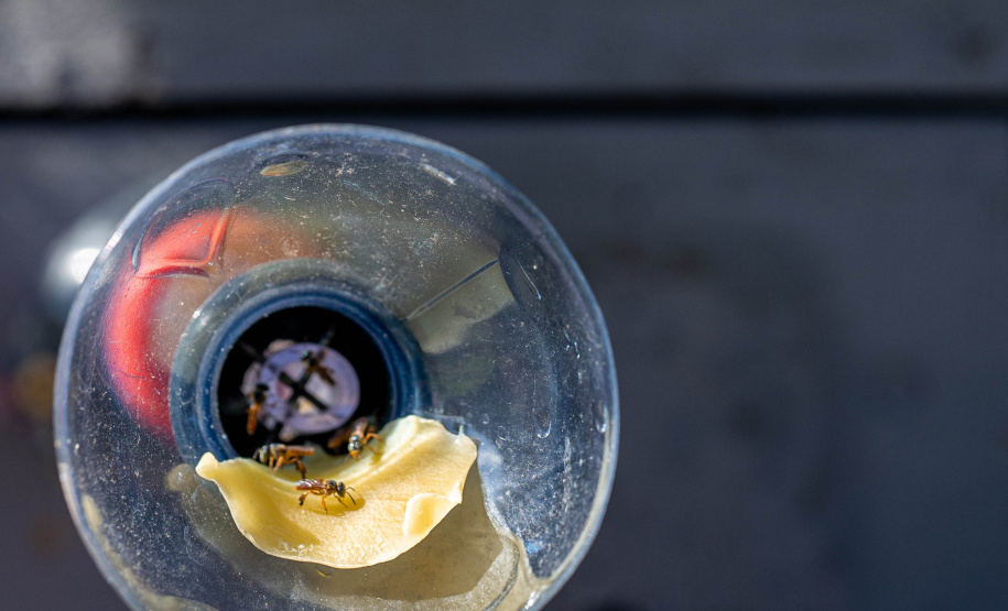 Colégio Agrícola da Lapa abraça projeto de abelhas nativas e leva tema às aulas