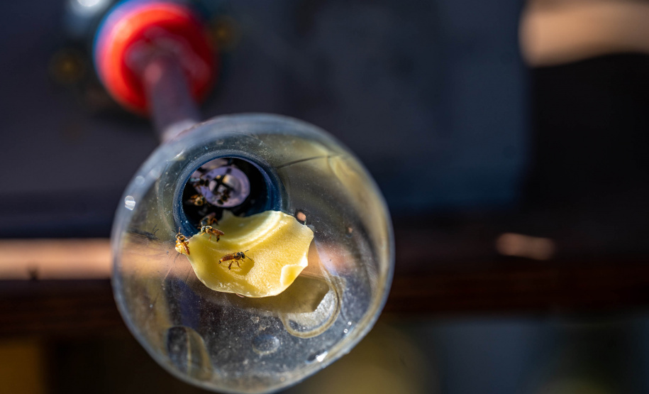 Colégio Agrícola da Lapa abraça projeto de abelhas nativas e leva tema às aulas