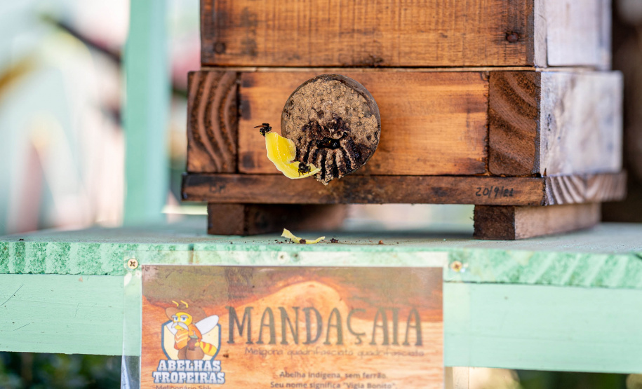 Colégio Agrícola da Lapa abraça projeto de abelhas nativas e leva tema às aulas