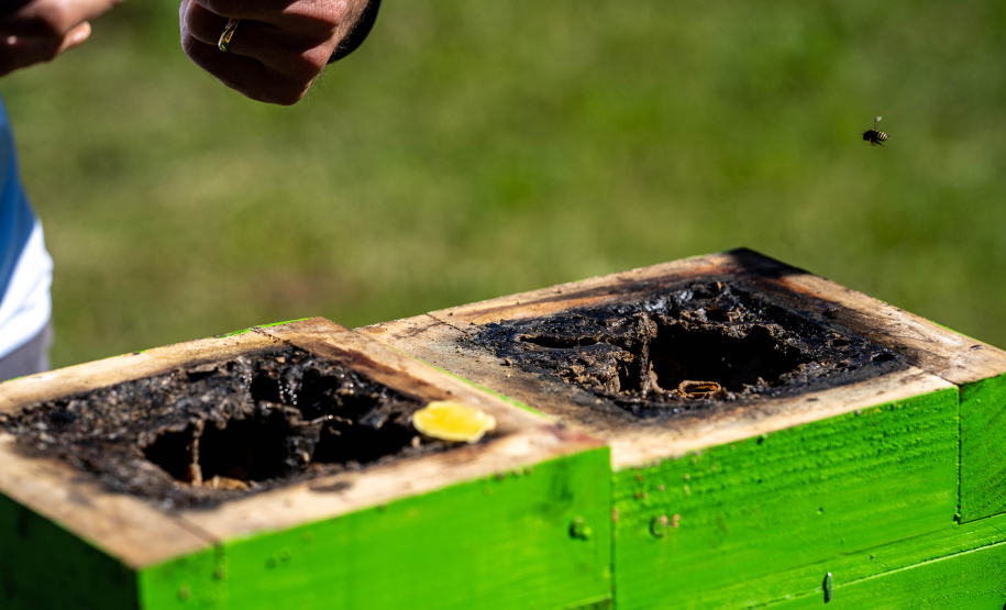 Colégio Agrícola da Lapa abraça projeto de abelhas nativas e leva tema às aulas