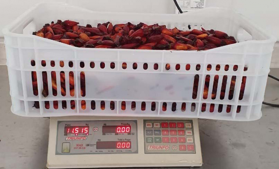 Oficina do pinhão VRS