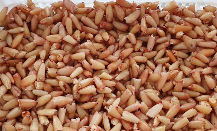 Oficina do pinhão VRS